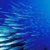 ocean img