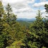 forest img